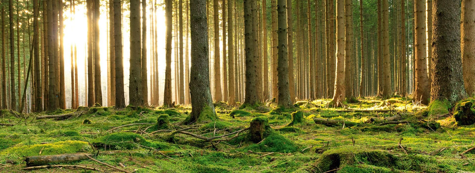 Ökologie & Recycling