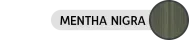 3D-Easymode-Signum-Mentha Nigra